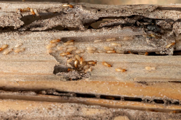 Best Emergency Pest Control  in Manchester, GA